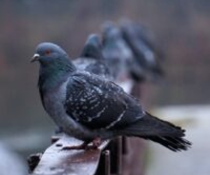 Pigeon shooting pest management