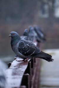 Pigeon shooting pest management